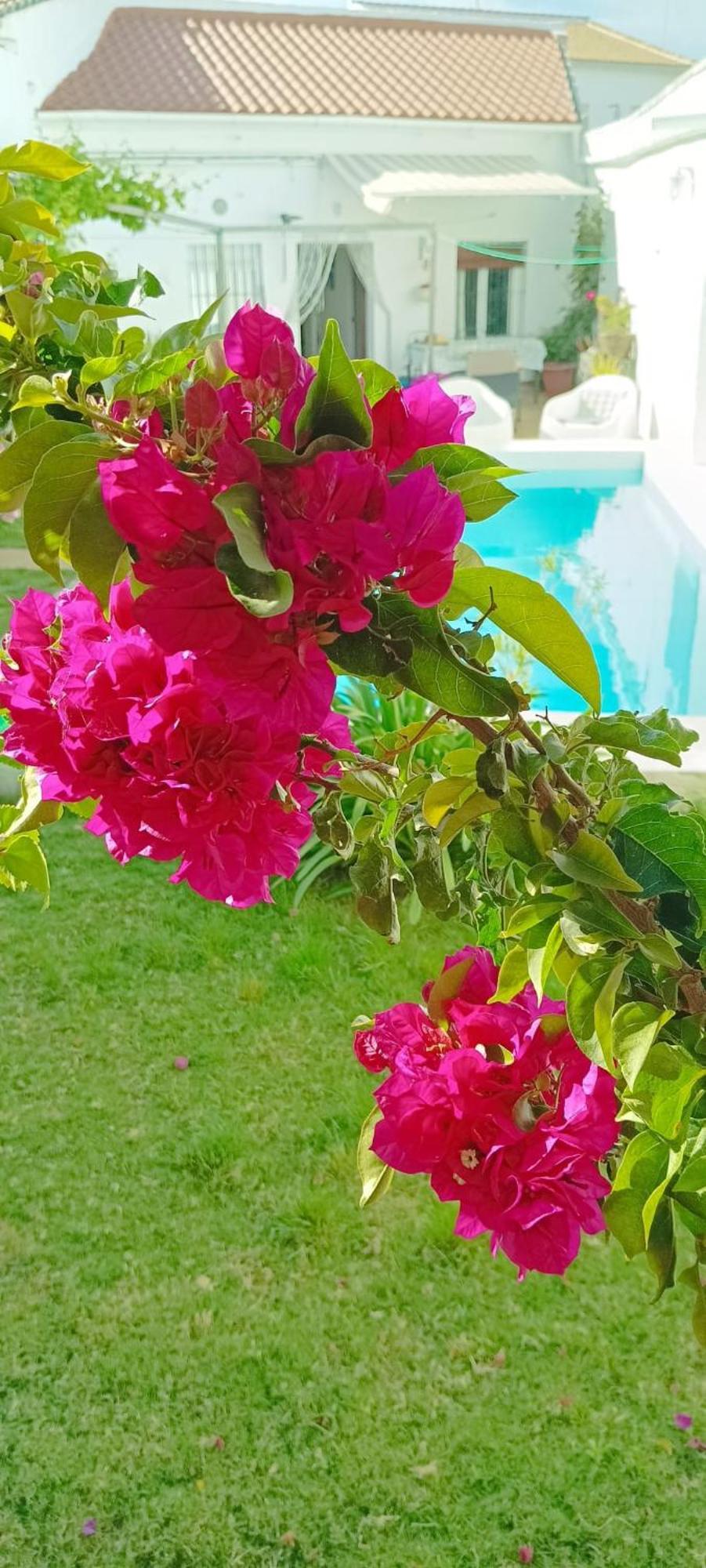 Casa Con Piscina Cerca De Sevilla Carrion de Los Cespedes Εξωτερικό φωτογραφία